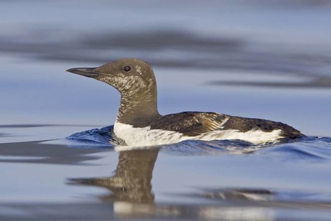 Common Murre (Uria aalge), Newfoundland, Canada