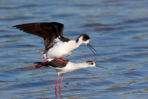 Black-winged Stilt (Himantopus himantopus) pair mating, Greece