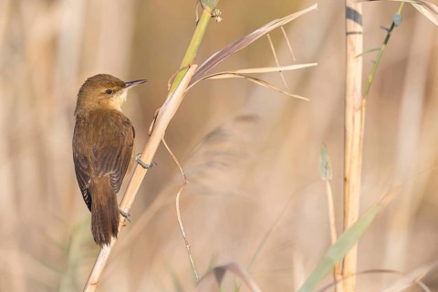 Stentorrohrsänger, Clamorous Reed Warbler, Clamorous Reed-Warbler, Acrocephalus stentoreus,