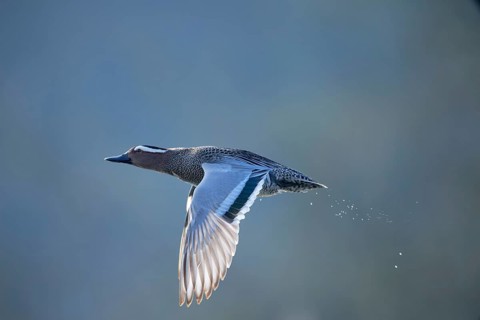 Garganey (Spatula querquedula) male flying, Saxony, Germany
