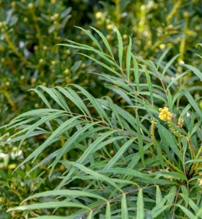 Mahonia (Mahonia eurybracteata 'Soft Caress'), Germany