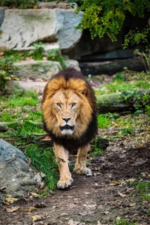 African Lion (Panthera Leo) in jungle forest