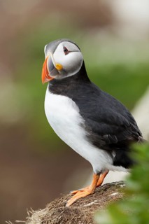 Atlantic Puffin (Fratercula arctica), Finnmark, Norway