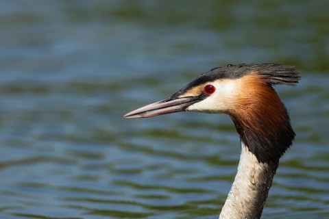 Great crested grebe (Podiceps cristatus) adult bird head portrait, England, United Kingdom