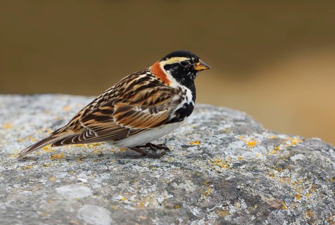 Lapland Longspur (Calcarius lapponicus) Vcitoria BC, Canada