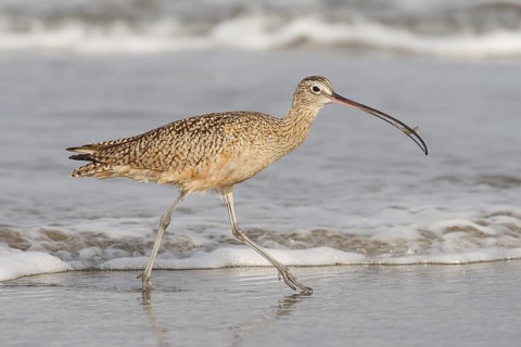 Long-billed Curlew : Morro Strand State Beach : Morro Bay, CA