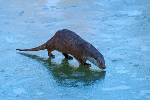 An otter sniffing on a frozen water surface, winter, otter (Lutra lutra), Hesse, Germany