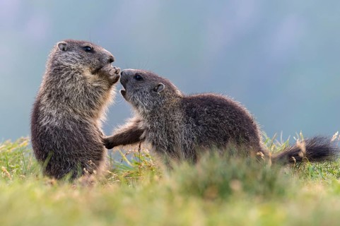 Alpine Marmot (Marmota marmota) two young playing, High Tauern National Park, Carinthia, Austria
