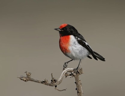 Red-capped Robin (Petroica goodenovii) male, Victoria, Australia