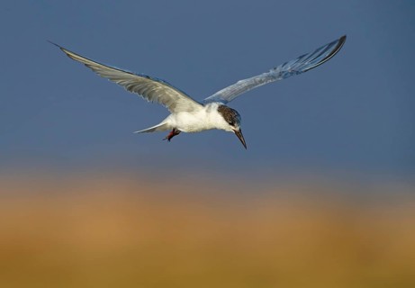 White-bearded Tern, White-bearded Tern, (Chlidonias hybridus), (Chlidonias hybrida), Marsh Tern
