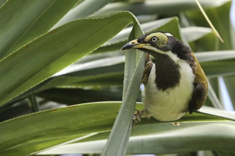 Blue-faced Honeyeater (Entomyzon cyanotis) juvenile, Queensland, Australia