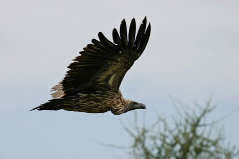 White-backed vulture (Gyps africanus) flying with outstretched wings over acacia tree in the