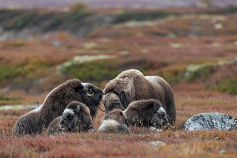 The musk ox bull (Ovibos moschatus) asks a cow to end the break, animal children, autumn, autumn