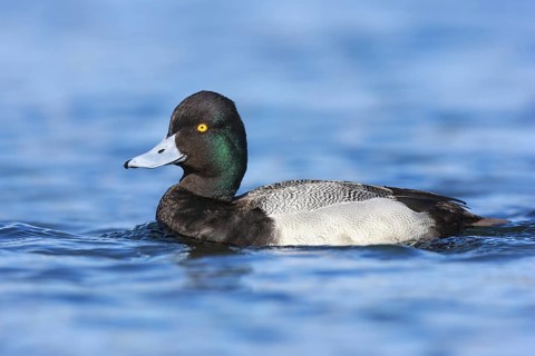Lesser Scaup (Aythya affinis) male, British Columbia, Canada