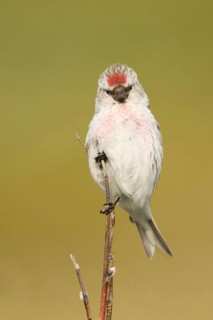 Arctic Redpoll (Acanthis hornemanni) male, Norway