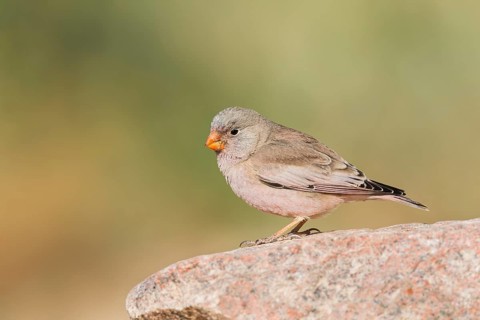 Trumpeter Finch (Bucanetes githagineus) male, Negev, Israel