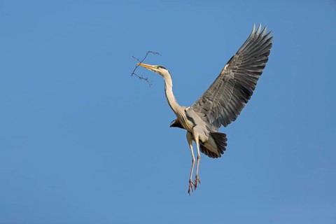 Grey heron, heron, animals, birds, flight photo, nesting material, nest, nest building, (Ardea