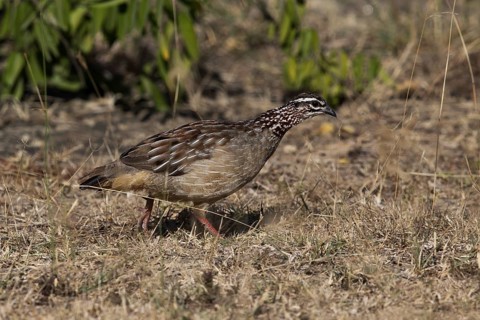 Crested Francolin (Dendroperdix sephaena grantii), Oromia, Ethiopia