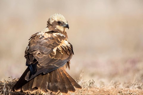 Western Marsh Harrier (Circus aeruginosus) female perched on field, Castile-La Mancha, Spain