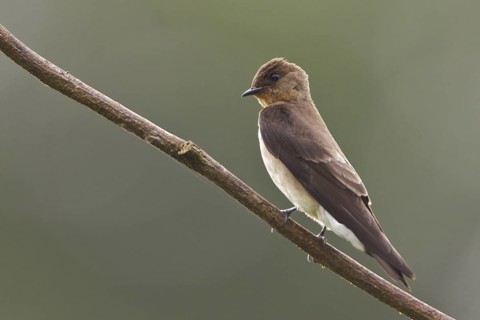 Northern Rough-winged Swallow (Stelgidopteryx serripennis) perched on a branch in Costa Rica,