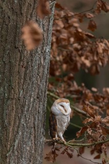 One barn owl (Tyto alba) sitting on a twig of a beech tree with some autumnal coloured leafs