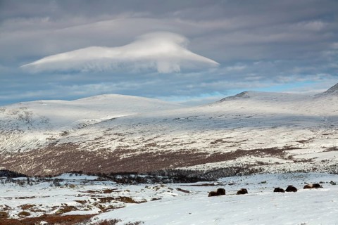 A group of musk oxen (Ovibos moschatus) rests relaxed in the winter tundra, in the sky a cloud