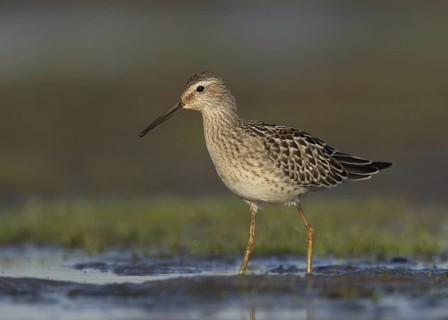 Stilt Sandpiper (Calidris himantopus), Ohio, USA