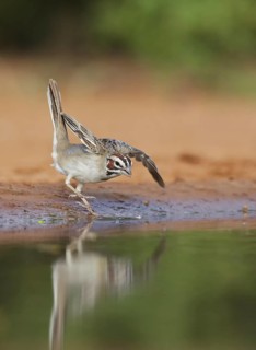Lark Sparrow (Chondestes grammacus), Texas, USA