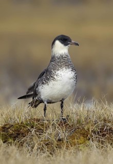Pomarine Skua (Stercorarius pomarinus), Alaska, USA