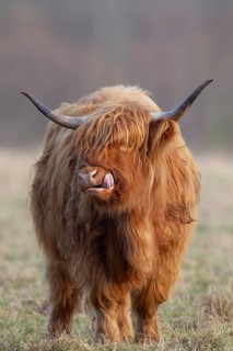 Highland cattle or cow (Bos taurus taurus) adult farm animal sticking its tongue out in a grass
