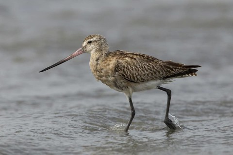 Bar-tailed Godwit (Limosa lapponica) foraging, Gambia