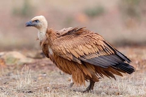 Griffon vulture, (Gyps fulvus), animals, birds, vultures, alworld vulture, hawk family, Sierra de