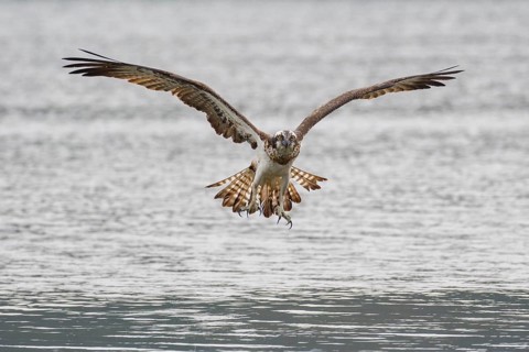 Western Osprey (Pandion haliaetus) flying, Poland