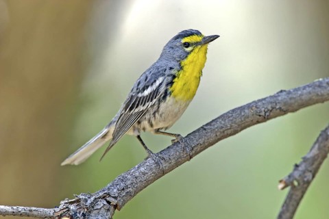 Grace's Warbler Dendroica graciae Chiricahua Mountains, Cochise County, ARIZONA, United States 1