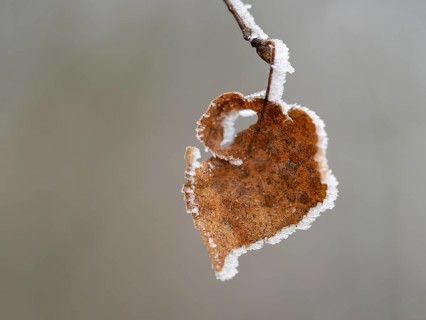 Birch (Betula), discoloured leaf with hoarfrost, ice crystals, shallow depth of field, Lower