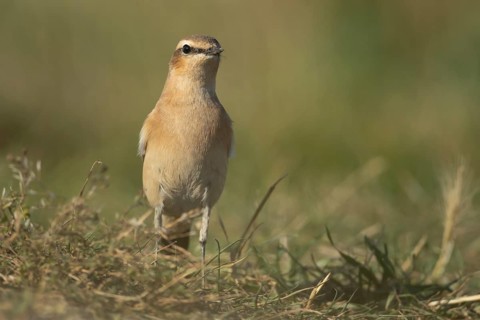Northern wheatear (Oenanthe oenanthe) adult female bird in grassland, RSPB Frampton marsh nature