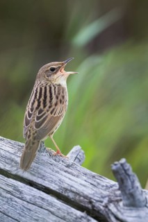 Lanceolated Warbler - Strichelschwirl - Locustella lanceolata ssp. lanceolata, Russia