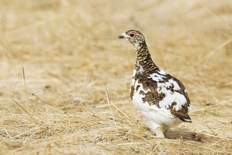 Rock Ptarmigan (Lagopus muta) female, Myvatn, Iceland