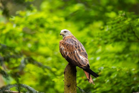 Red kite (Milvus milvus) sitting on a tree trunk, Bavaria, Germany