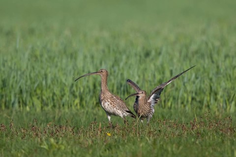 Eurasian Curlew (Numenius arquata) pair displaying, North Rhine-Westpalia, Germany