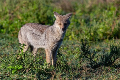 Side-striped Jackal (Canis adustus) Ndutu Aerea Tanzania March