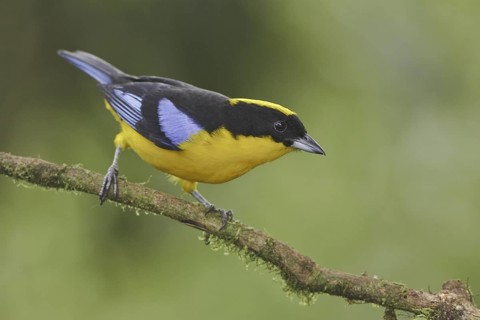 Blue-winged Mountain Tanager (Anisognathus somptuosus), Ecuador