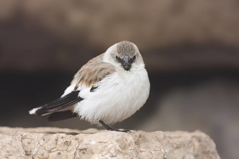White-winged Snowfinch - Schneesperling - Montifringilla nivalis ssp. leucura, adult, Turkey