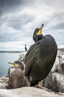European Shag (Phalacrocorax aristotelis) adult and chick on nest, Farne Islands, United Kingdom