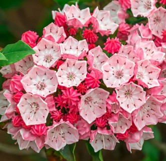Mountain laurel (Kalmia latifolia 'Olympic Fire'), Rhodo 2014, Germany