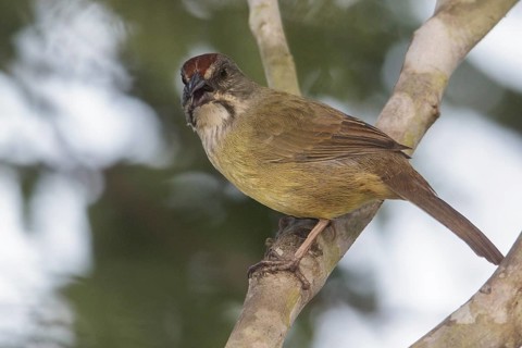 Zapata Sparrow (Torreornis inexpectata) perched on a branch in Cuba
