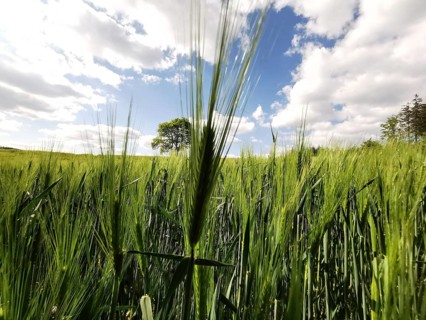 Barley (hordeum vulgare) in a wide field under a bright sky with clouds, hiking on the Rennsteig,