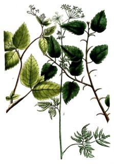 Botany, plants, a. myrrha, myrrh, b. myrrhis annua minor, c. myrrhis canadensis trifolia