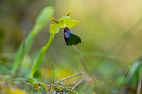 A close-up of the Ophrys atlantica, flourishing in its natural environment in Southern Europe