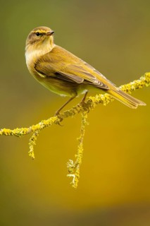 A Common chiffchaff, Phylloscopus collybita, is captured resting on a lichen-adorned branch against